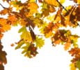 Autumn oak leaves in sunlight.