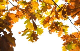 Autumn oak leaves in sunlight.