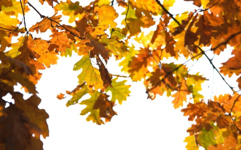 Autumn oak leaves in sunlight.