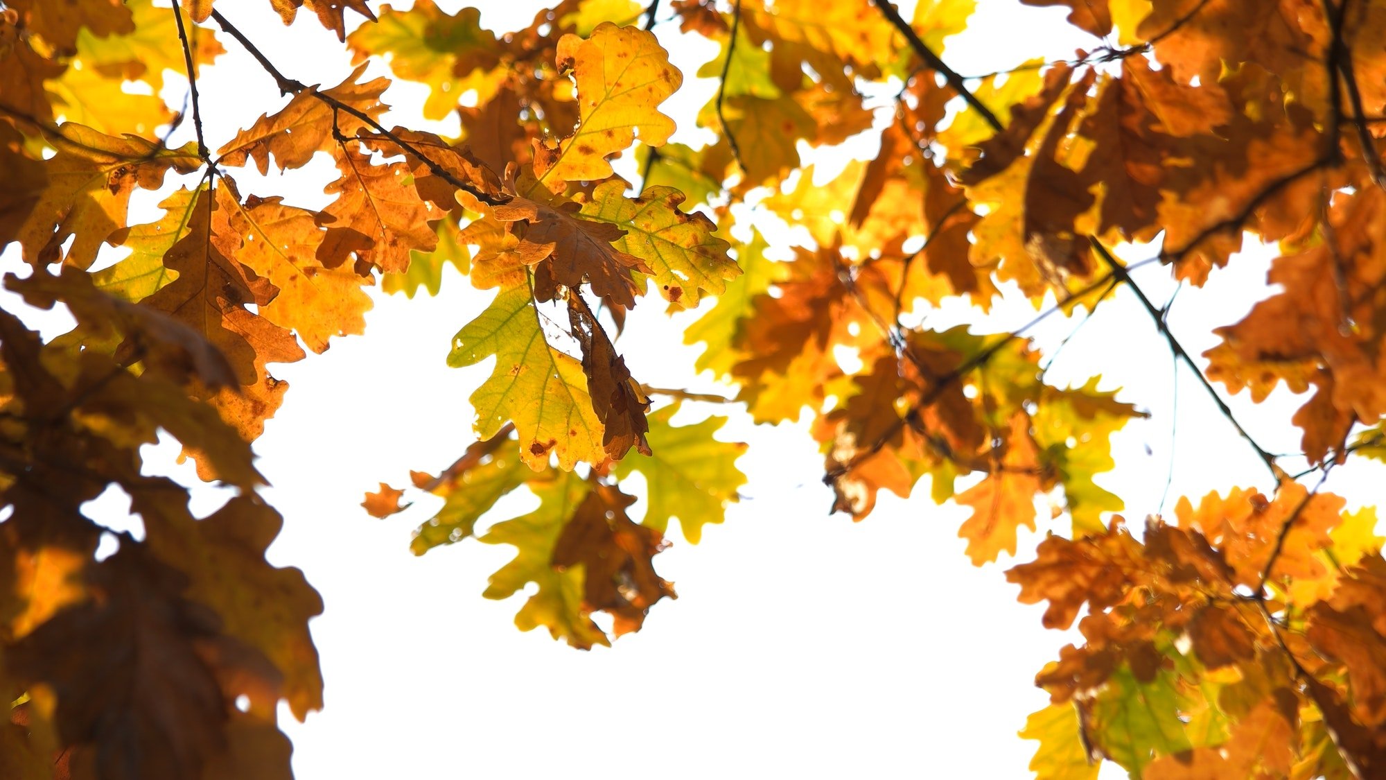 Autumn oak leaves in sunlight.