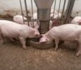Pig farm