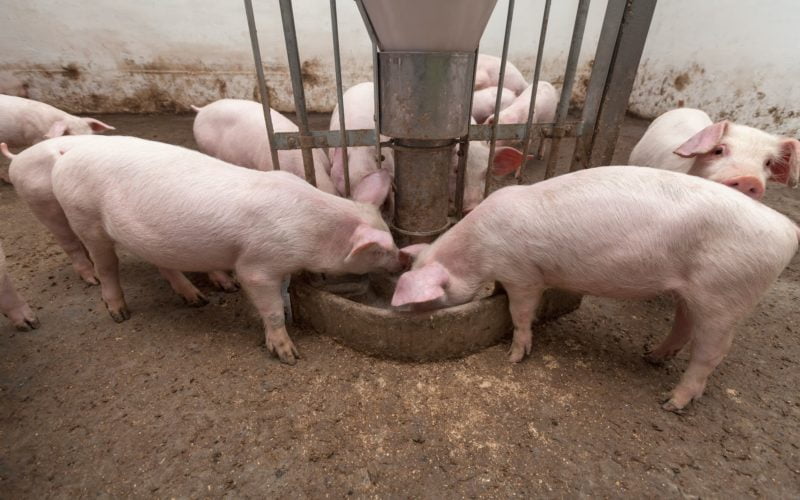 Pig farm