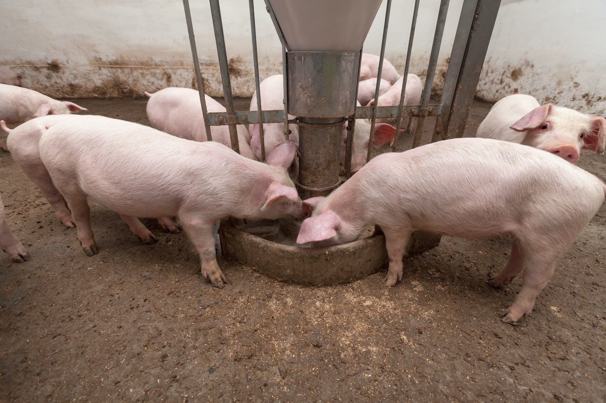 Pig farm