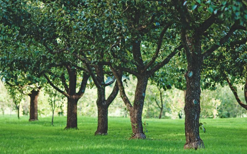 Fruit trees growing in rows in orchard
