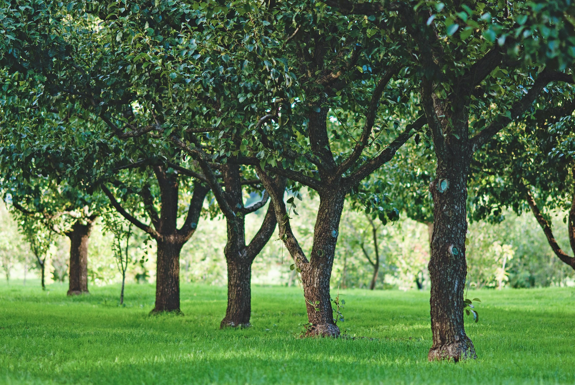 Fruit trees growing in rows in orchard